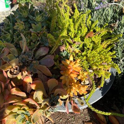 Live Succulents in Ceramic and Plastic Planters
