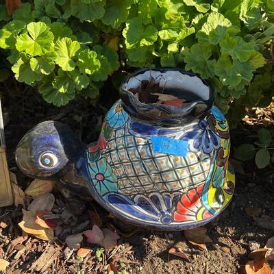 Live Succulents in Ceramic and Plastic Planters