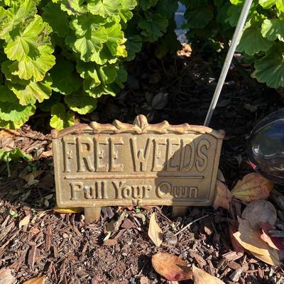 Live Succulents in Ceramic and Plastic Planters