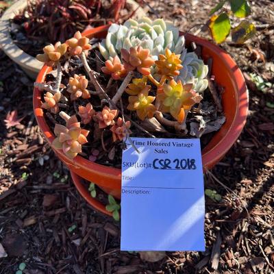 Ceramic and Planter and Garden Decor