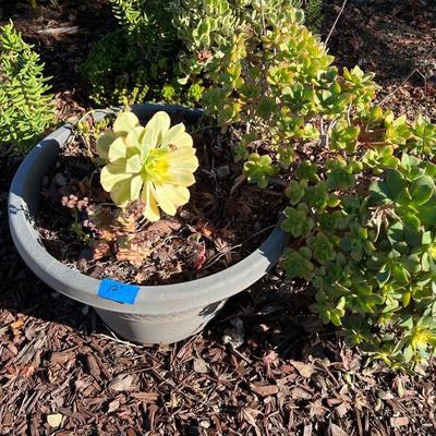 Ceramic and Planter and Garden Decor