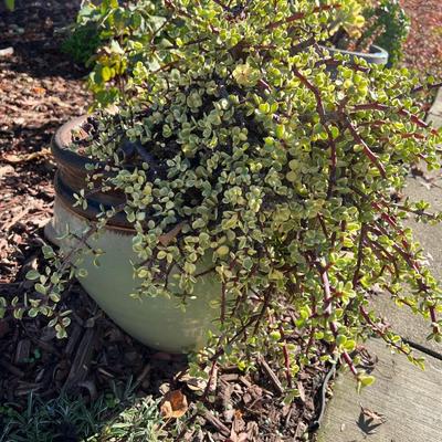 Ceramic and Planter and Garden Decor