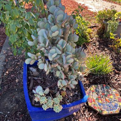 Ceramic and Planter and Garden Decor