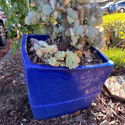 Ceramic and Planter and Garden Decor