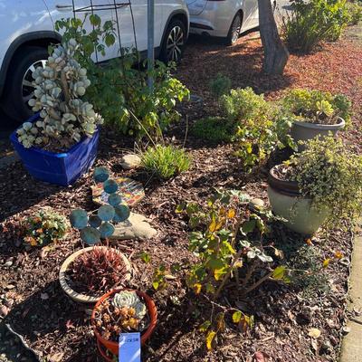 Ceramic and Planter and Garden Decor