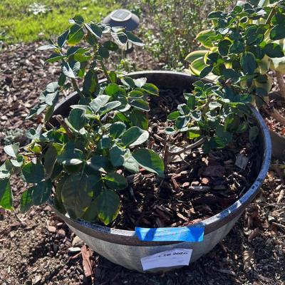 Planters With live Plants and Mosaic Stepping Stones