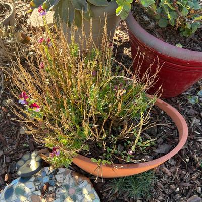 Planters With live Plants and Mosaic Stepping Stones