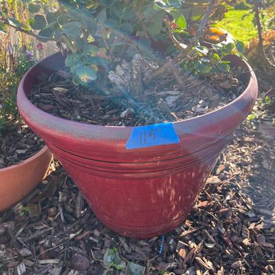 Planters With live Plants and Mosaic Stepping Stones