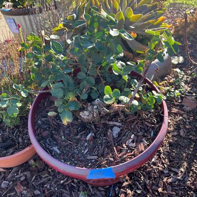 Planters With live Plants and Mosaic Stepping Stones