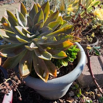 Planters With live Plants and Mosaic Stepping Stones