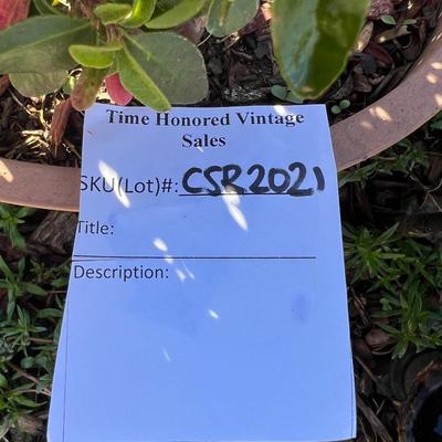 Potted plants and Garden Decor