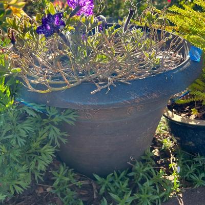 Potted plants and Garden Decor