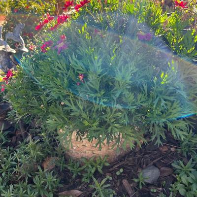 Potted plants and Garden Decor