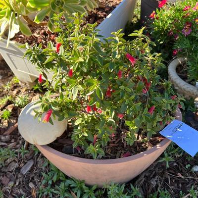 Potted plants and Garden Decor