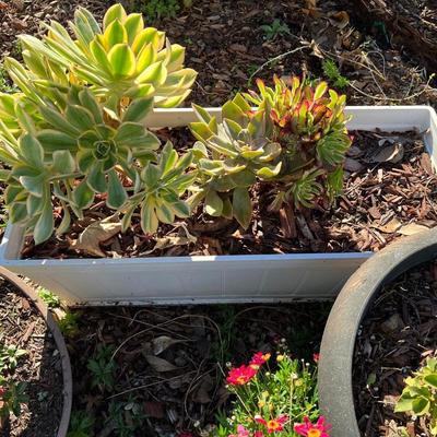 Potted plants and Garden Decor