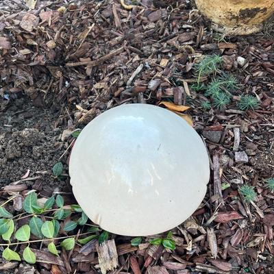 Potted Plants and Obelisk Trellis