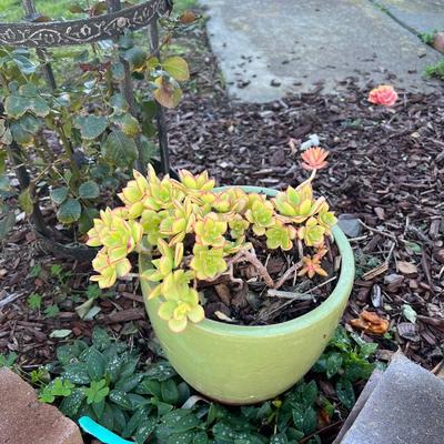 Potted Plants and Obelisk Trellis