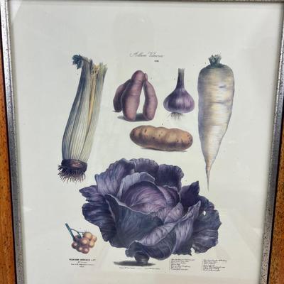 Vintage Reproduction of 19th Century Album Vilmorin 19th Century Seed Company Set of 4