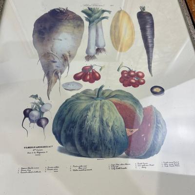 Vintage Reproduction of 19th Century Album Vilmorin 19th Century Seed Company Set of 4