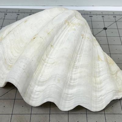 Giant Clam Shell 