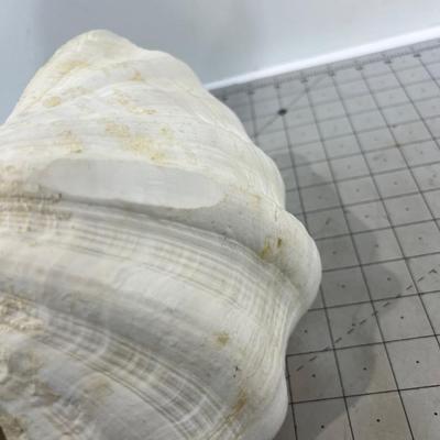 Giant Clam Shell 