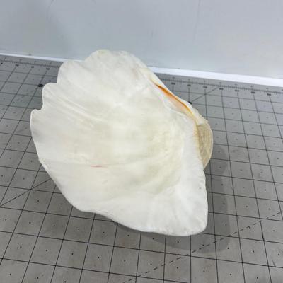 Giant Clam Shell 