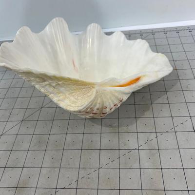 Giant Clam Shell 