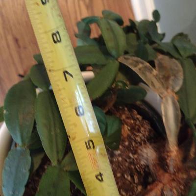 Cactus in Ceramic Pot with Metal Stand