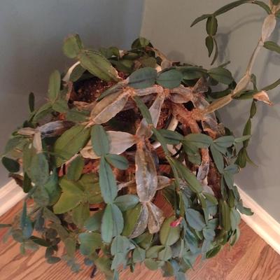 Cactus in Ceramic Pot with Metal Stand