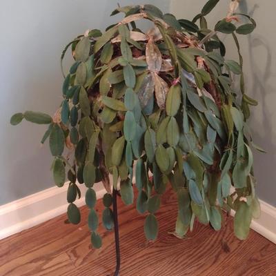 Cactus in Ceramic Pot with Metal Stand