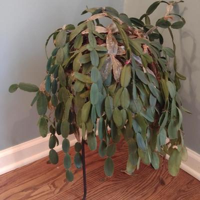 Cactus in Ceramic Pot with Metal Stand