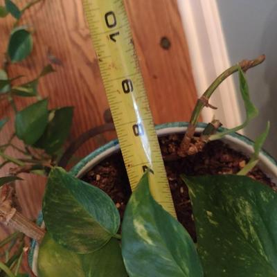 Live Plant in Ceramic Pot with Metal Stand