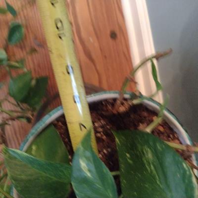 Live Plant in Ceramic Pot with Metal Stand