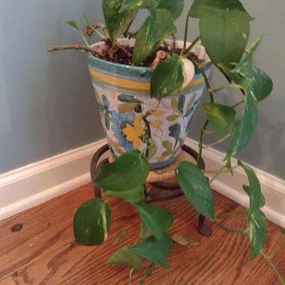 Live Plant in Ceramic Pot with Metal Stand