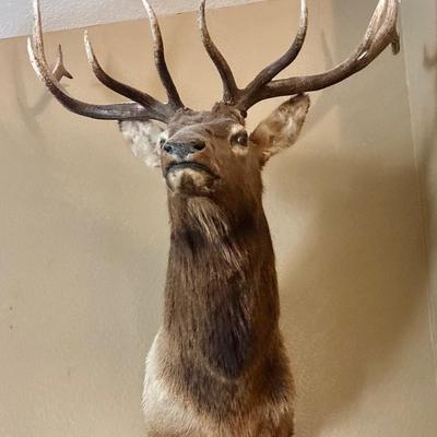Beautiful Elk Mount