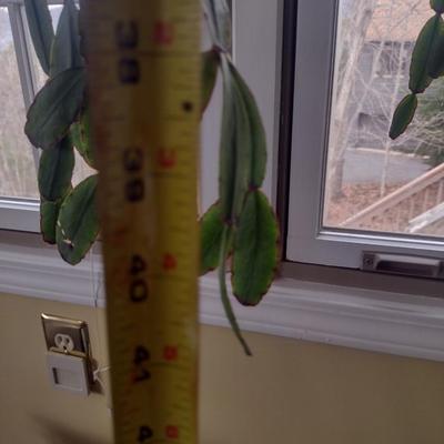 Christmas Cactus in Ceramic Pot- Approx 40" Long
