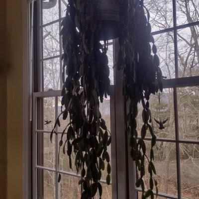 Christmas Cactus in Ceramic Pot- Approx 40" Long