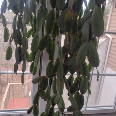 Christmas Cactus in Ceramic Pot- Approx 40" Long