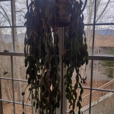 Christmas Cactus in Ceramic Pot- Approx 40" Long