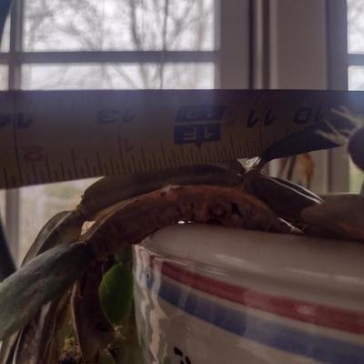 Christmas Cactus in Ceramic Pot- Approx 40" Long