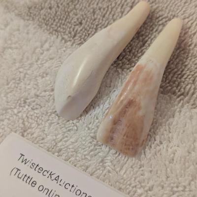 some kind of teeth, AI says buffalo teeth but we don’t' know