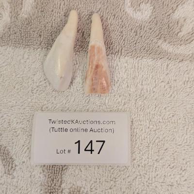 some kind of teeth, AI says buffalo teeth but we don’t' know