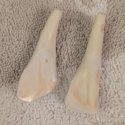 some kind of teeth, AI says buffalo teeth but we don’t' know