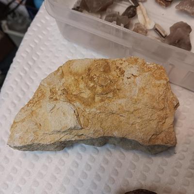 FOSSILS, PARTIAL ARROW HEADS AND NATIVE AMERICAN ARTIFACTS