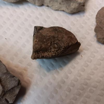 FOSSILS, PARTIAL ARROW HEADS AND NATIVE AMERICAN ARTIFACTS