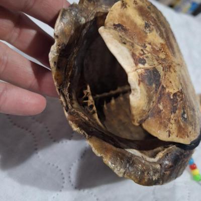 Native American-style art painted on a large turtle shell