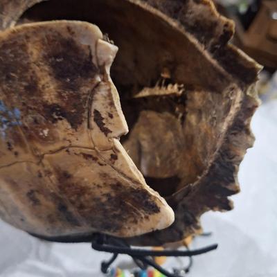 Native American-style art painted on a large turtle shell