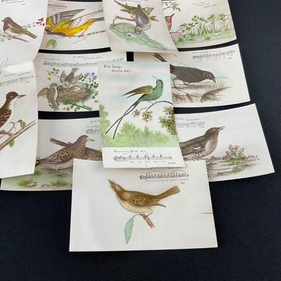 -165- POSTCARD | Assortment Of Bird Postcards