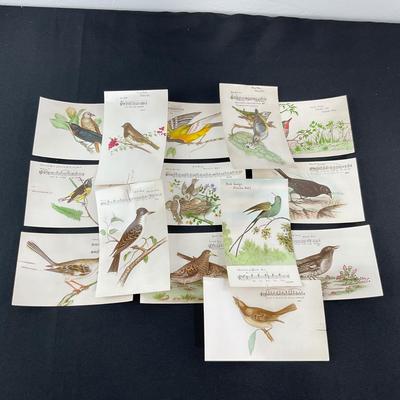 -165- POSTCARD | Assortment Of Bird Postcards