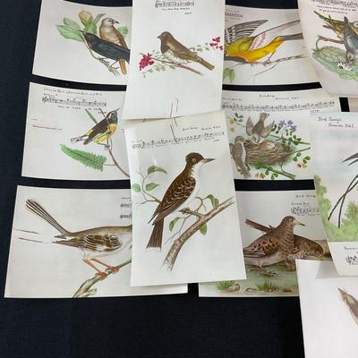 -165- POSTCARD | Assortment Of Bird Postcards